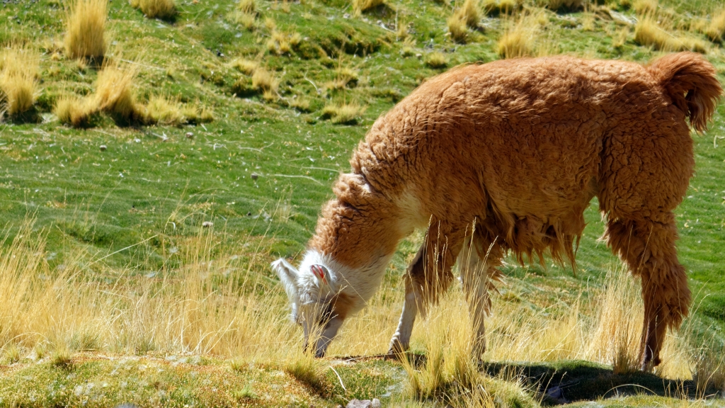 01 - Désert d'Atacama (35).jpg